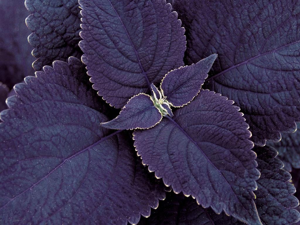 Black Coleus Flower seeds for Planting - Colorful Display, Heirloom & GMO Free Seeds for Home Garden