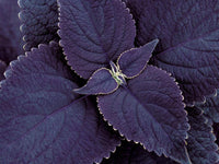 Black Coleus Flower seeds for Planting - Colorful Display, Heirloom & GMO Free Seeds for Home Garden