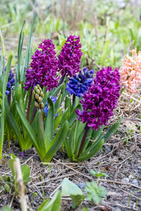 Hyacinth Flower seeds for Planting Sun Loving Heirloom & GMO Free Seeds for Home Garden
