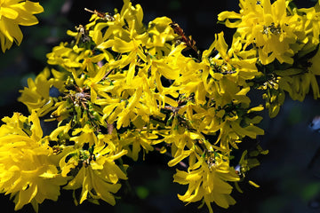 Forsythia Suspensa Weeping Forsythia Yellow Flower Seeds