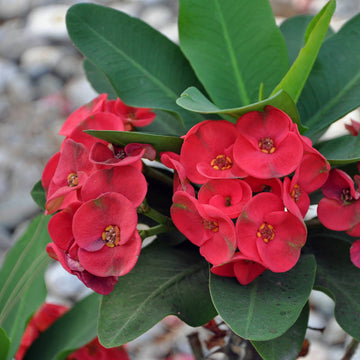 Euphorbia Milii Flower seeds for Planting Premium Quality Heirloom & GMO Free Seeds for Home Garden
 
 Sale
