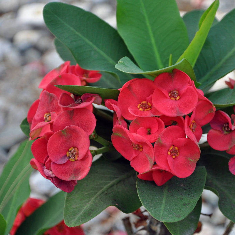 Euphorbia Milii Flower seeds for Planting Premium Quality Heirloom & GMO Free Seeds for Home Garden
 
 Sale
