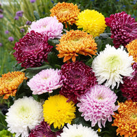 Chrysanthemum Flower Seeds Mixed