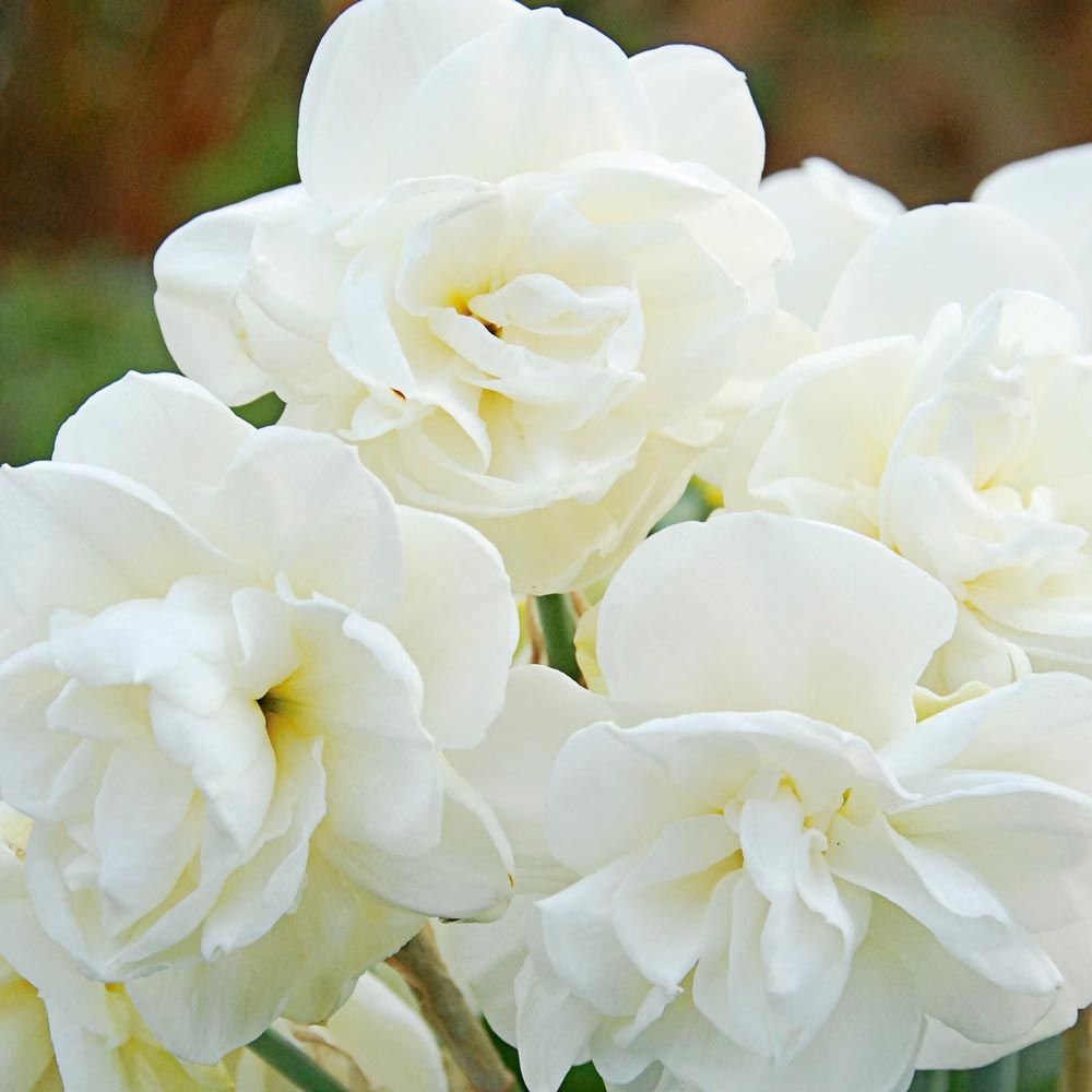 White Daffodils Flower seeds for Planting - Colorful Display, Heirloom & GMO Free Seeds for Home Garden