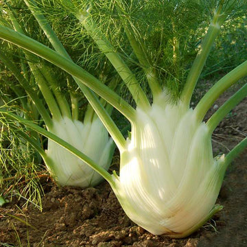 Florence Fennel Vegetable Seeds for Easy Planting
