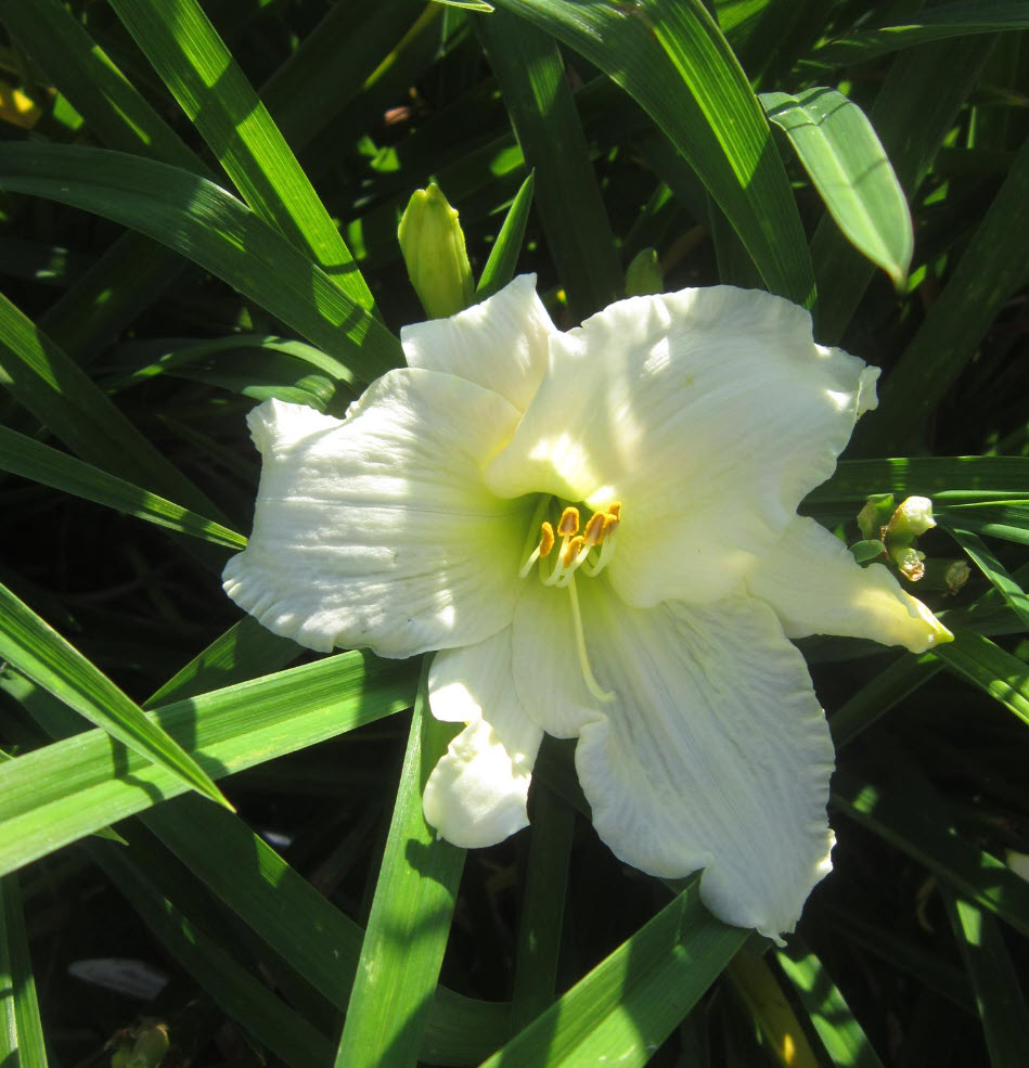 Hemerocallis Lady Elizabeth Flower seeds for Planting Low Maintenance Heirloom & GMO Free Seeds for Home Garden
