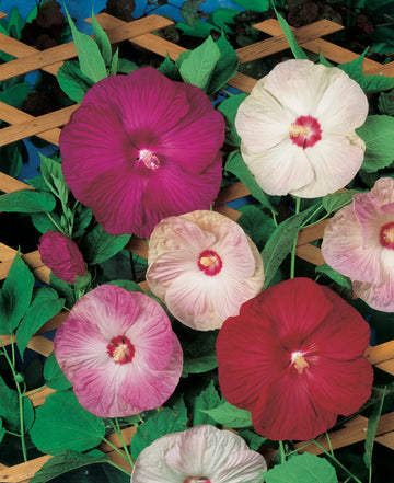 Mix Hibiscus Luna Flower seeds for Planting Cut Flower Favorite Heirloom & GMO Free Seeds for Home Garden