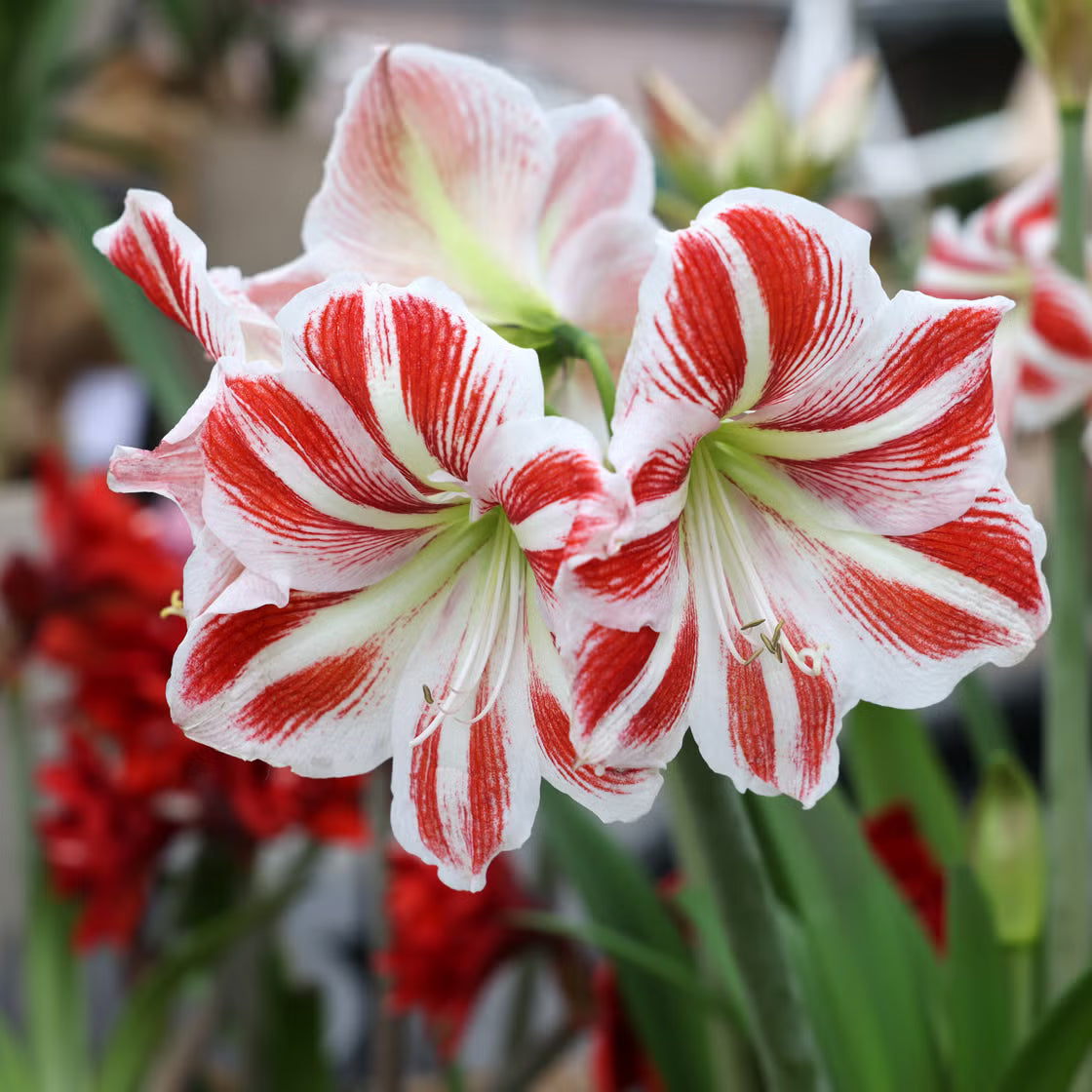 Amaryllis Flower seeds for Planting - Garden Favorite, Heirloom & GMO Free Seeds for Home Garden
