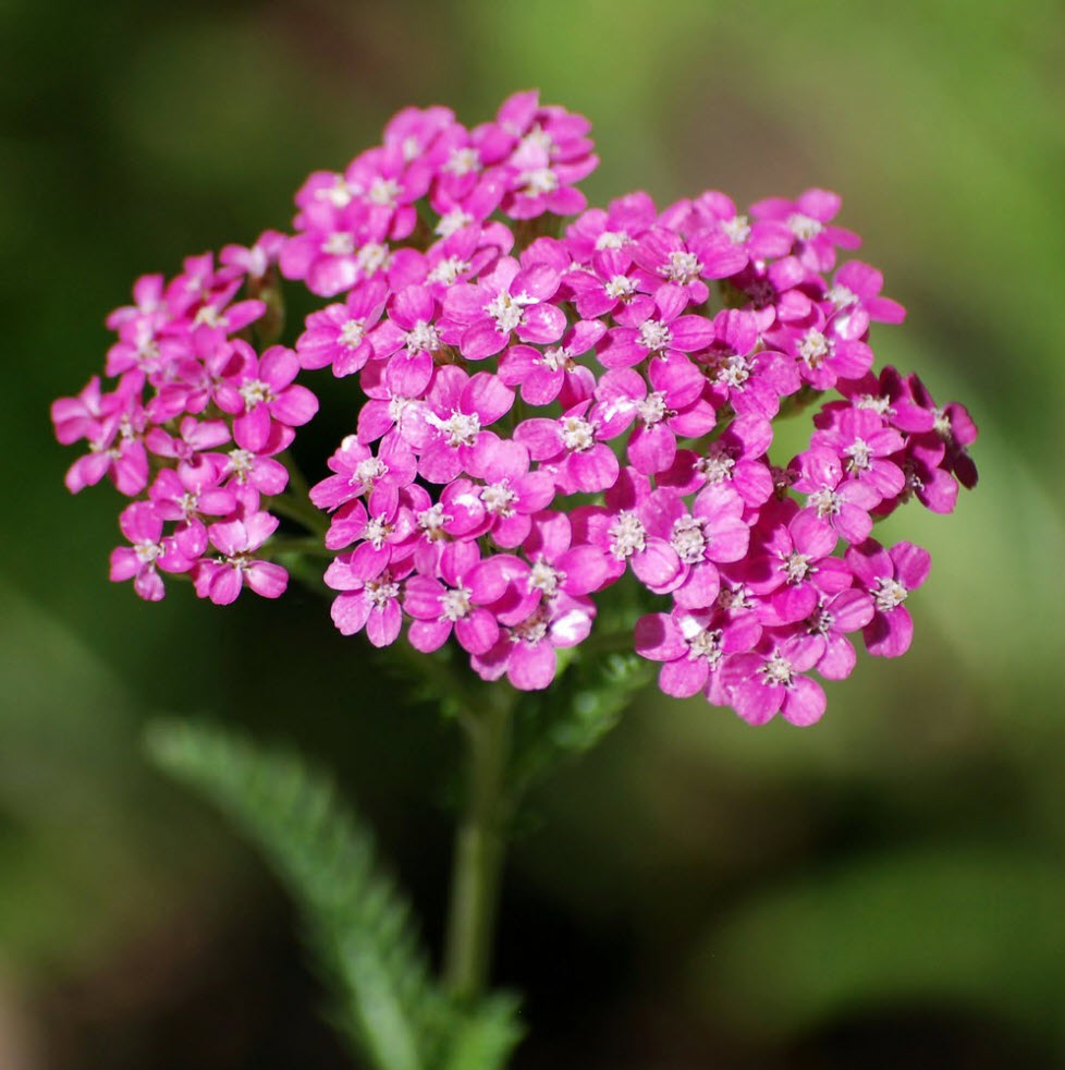 Pink Yarrow Flower seeds for Planting Pollinator Friendly Heirloom & GMO Free Seeds for Home Garden 
 
 Sale