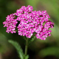 Pink Yarrow Flower seeds for Planting Pollinator Friendly Heirloom & GMO Free Seeds for Home Garden 
 
 Sale