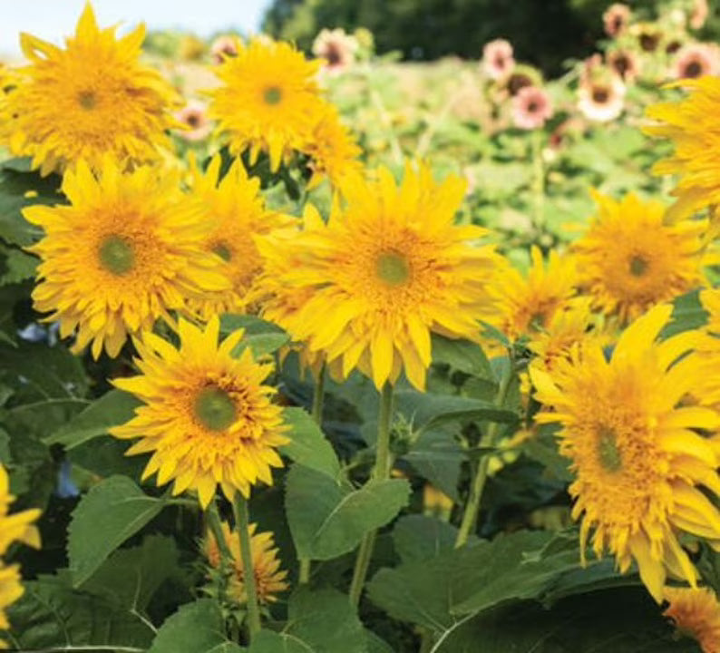 Heirloom Burst SunFlower seeds for Planting Drought Tolerant Heirloom & GMO Free Seeds for Home Garden
