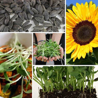 Sunflower Microgreens Flower seeds for Planting - Cottage Garden Essential, Heirloom & GMO Free Seeds for Home Garden