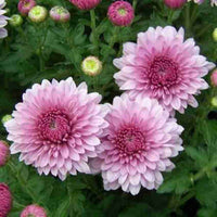 Crucianella Flower seeds for Planting - Premium Quality, Heirloom & GMO Free Seeds for Home Garden