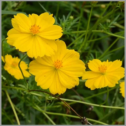Yellow Carnosa Flower seeds for Planting Sun Loving Heirloom & GMO Free Seeds for Home Garden