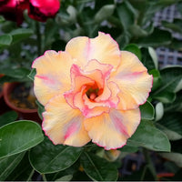 Orange Blossom Seeds for Planting Adenium Obesum flower pot indoor garden