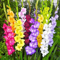 Gladiolus Flower seeds for Planting - Garden Favorite, Heirloom & GMO Free Seeds for Home Garden