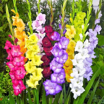 100 Pcs