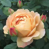 Cream Rose Flower seeds for Planting - Premium Quality, Heirloom & GMO Free Seeds for Home Garden