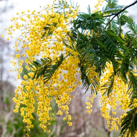 Dealbata Mimosa Flower seeds for Planting Perfect for Borders Heirloom & GMO Free Seeds for Home Garden
