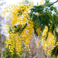 Dealbata Mimosa Flower seeds for Planting Perfect for Borders Heirloom & GMO Free Seeds for Home Garden