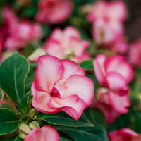 Impatiens Accent Premium-Mix Seeds for Planting flower bed