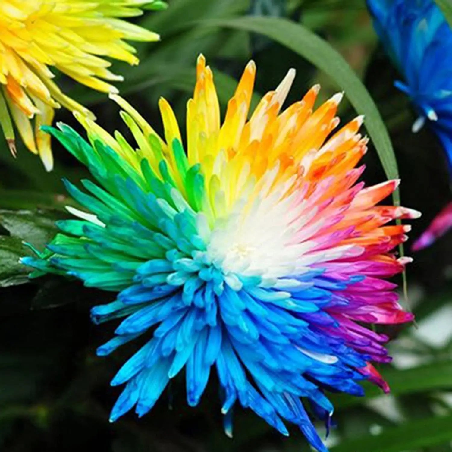 Rainbow Chrysanthemum Flower seeds for Planting - Pollinator Friendly, Heirloom & GMO Free Seeds for Home Garden