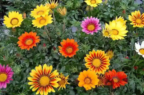MultiColor Gazania Flower Seeds for Planting Vibrant Colors Heirloom & GMO Free Seeds for Home Garden
 
 Sale