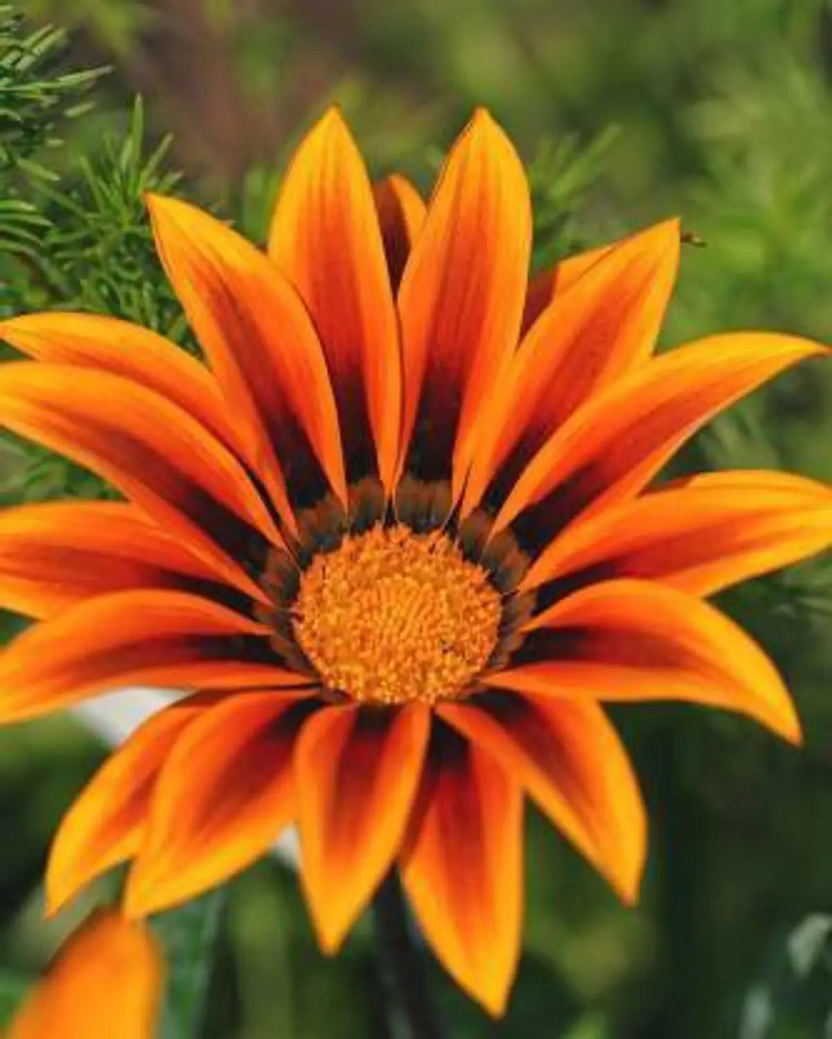 Red Yellow Gazania Flower Seeds for Planting Compact Growth Heirloom & GMO Free Seeds for Home Garden
 
 Sale