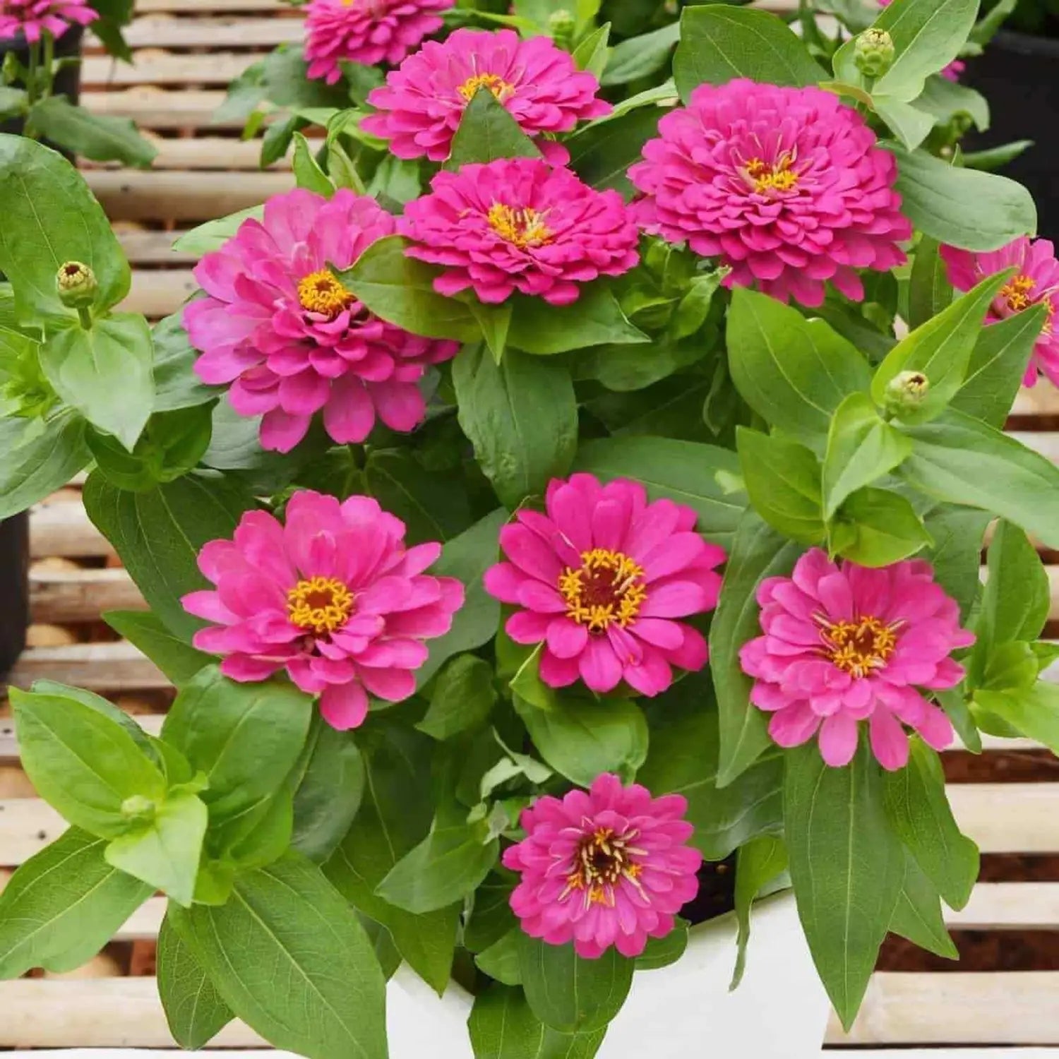 Pink Zinnia Flower seeds for Planting Pollinator Friendly Heirloom & GMO Free Seeds for Home Garden 
 
 Sale