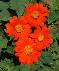 Tithonia Flower seeds for Planting - Hardy Variety, Heirloom & GMO Free Seeds for Home Garden