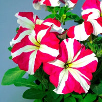 Red and White Oblique Petunia Flower Seeds for Easy Planting