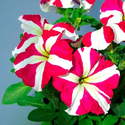 100 Pcs