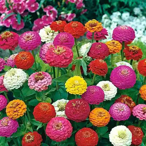 Elegans Flower seeds for Planting - Low Maintenance, Heirloom & GMO Free Seeds for Home Garden