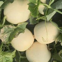 White Muskmelon Fruit Growing Essentials - Seed for Juicy and Refreshing Harvests