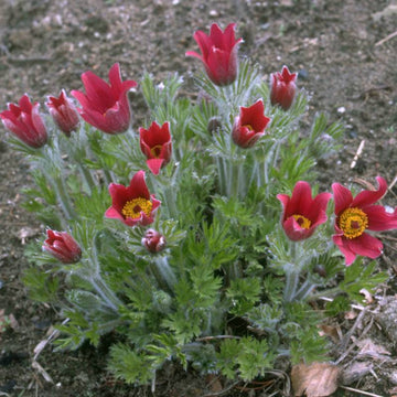 Kuhschelle Flower seeds for Planting - Long Bloom Season, Heirloom & GMO Free Seeds for Home Garden