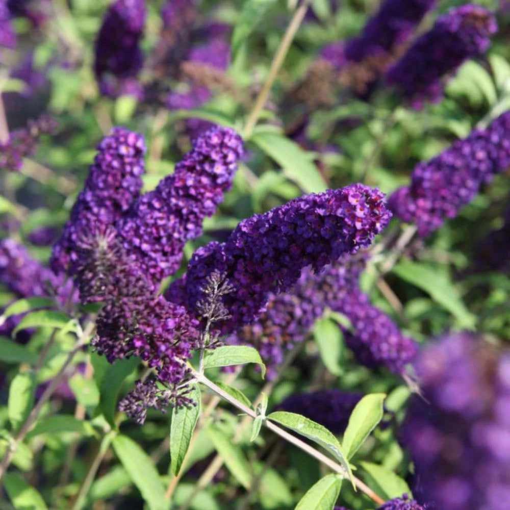 Dark Blue Buddleia Flower Seeds for Planting Drought Tolerant Heirloom & GMO Free Seeds for Home Garden
 
 Sale