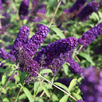 Dark Blue Buddleia Flower Seeds for Planting Drought Tolerant Heirloom & GMO Free Seeds for Home Garden
 
 Sale