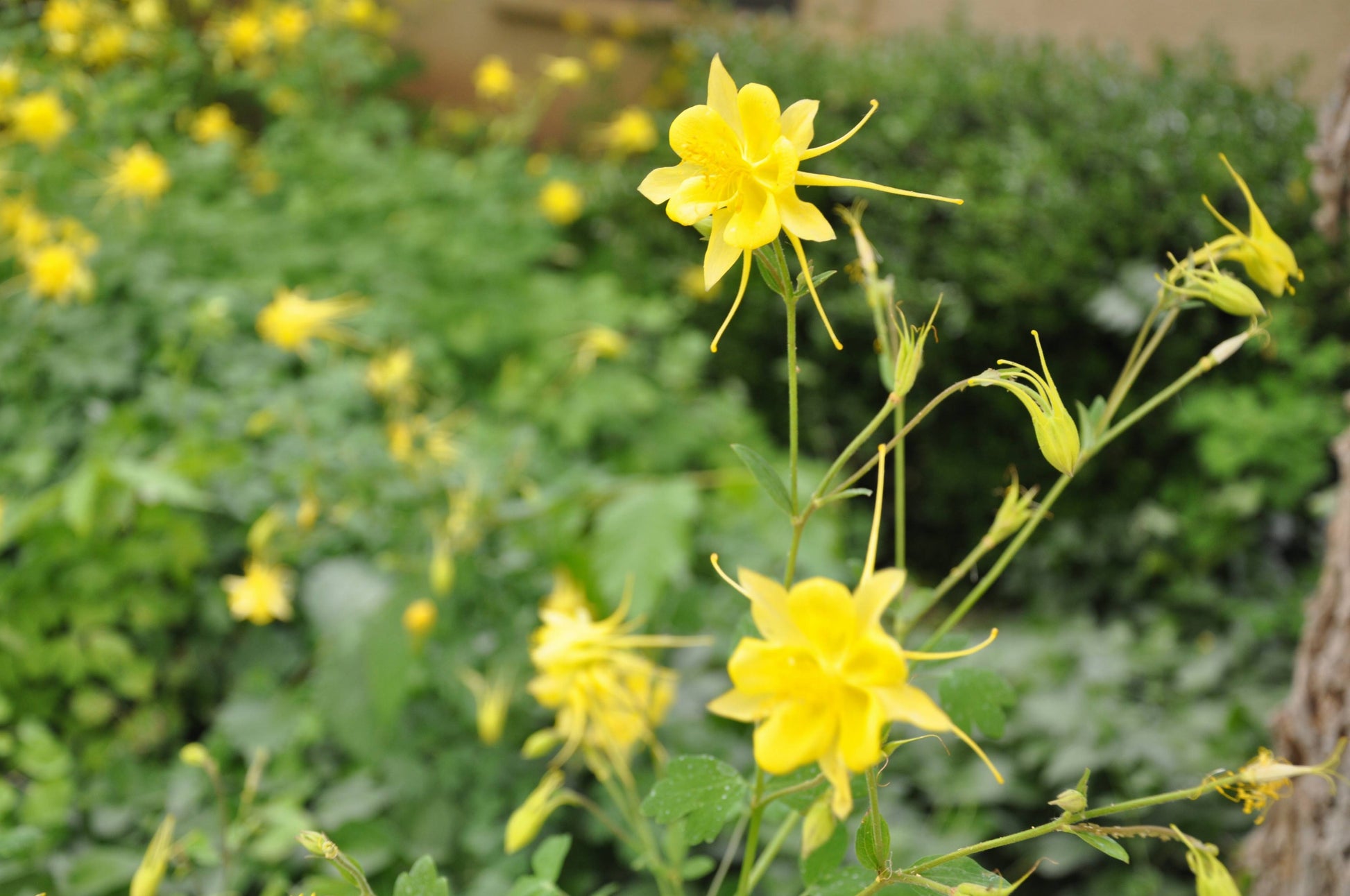 Golden Columbine Flower seeds for Planting Easy to Grow Heirloom & GMO Free Seeds for Home Garden