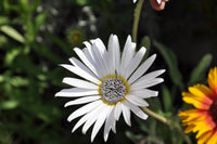 African Blue Eyed Daisy Seeds – Rare Osteospermum Flower