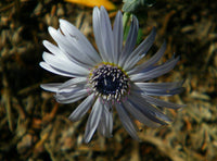 White Arctotis Grandis Seeds for Planting | Stunning Flower Seeds for Your Garden