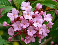 Luculia Gratissima Flower seeds for Planting Drought Tolerant Heirloom & GMO Free Seeds for Home Garden