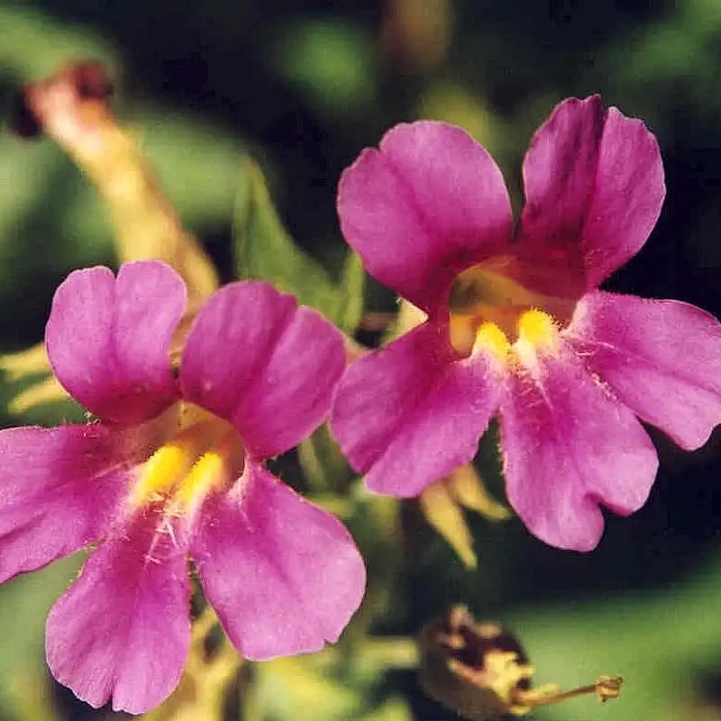 Purple Mimulus Lewisii Flower seeds for Planting - Easy to Grow, Heirloom & GMO Free Seeds for Home Garden