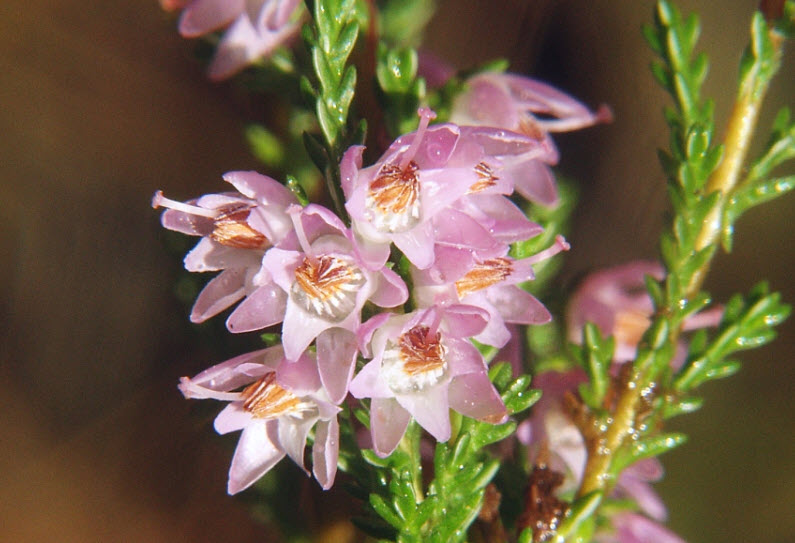 Calluna Vulgaris Flower seeds for Planting - Pollinator Friendly, Heirloom & GMO Free Seeds for Home Garden