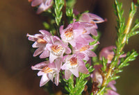 Calluna Vulgaris Flower seeds for Planting - Pollinator Friendly, Heirloom & GMO Free Seeds for Home Garden