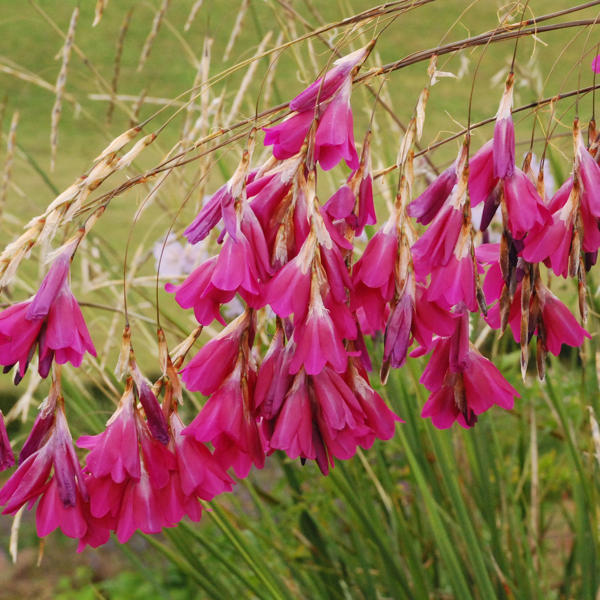 Pulcherrimum Flower seeds for Planting - Long Bloom Season, Heirloom & GMO Free Seeds for Home Garden