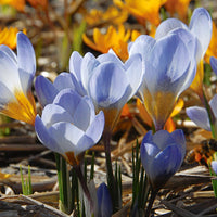 Blue White Crocus Flower seeds for Planting Colorful Display Heirloom & GMO Free Seeds for Home Garden