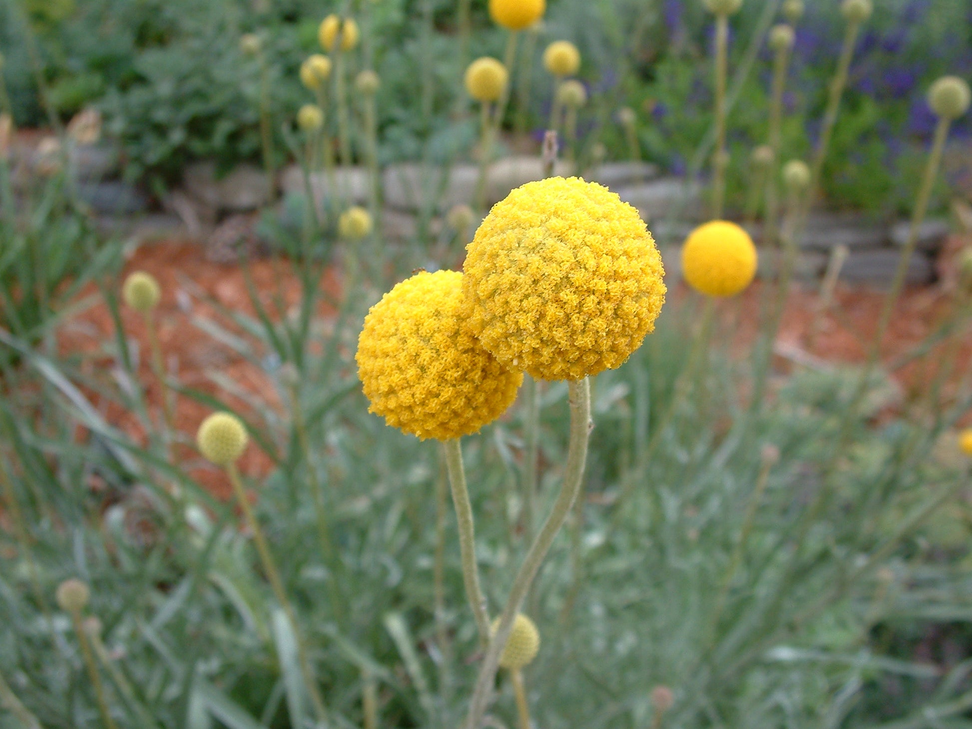Craspedia Flower seeds for Planting Pollinator Friendly Heirloom & GMO Free Seeds for Home Garden 
 
 Sale