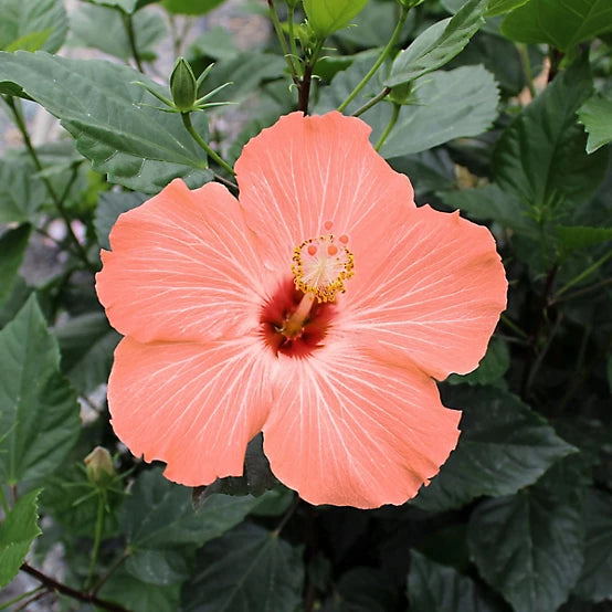 Hibiscus Peach Flower seeds for Planting - Cottage Garden Essential, Heirloom & GMO Free Seeds for Home Garden