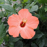 Hibiscus Peach Flower seeds for Planting - Cottage Garden Essential, Heirloom & GMO Free Seeds for Home Garden