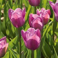 Violet Tulip Flower seeds for Planting - Compact Growth, Heirloom & GMO Free Seeds for Home Garden